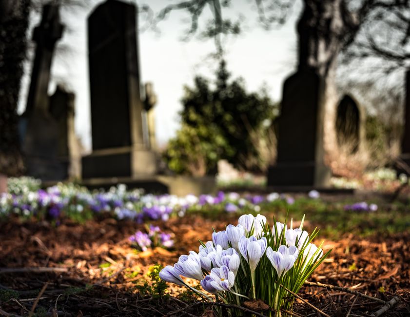A close-up view of a small cluster of white crocus flowers with light purple streaks on their petals, growing amidst dark brown soil and fallen leaves in a cemetery. In the background, there are blurr
