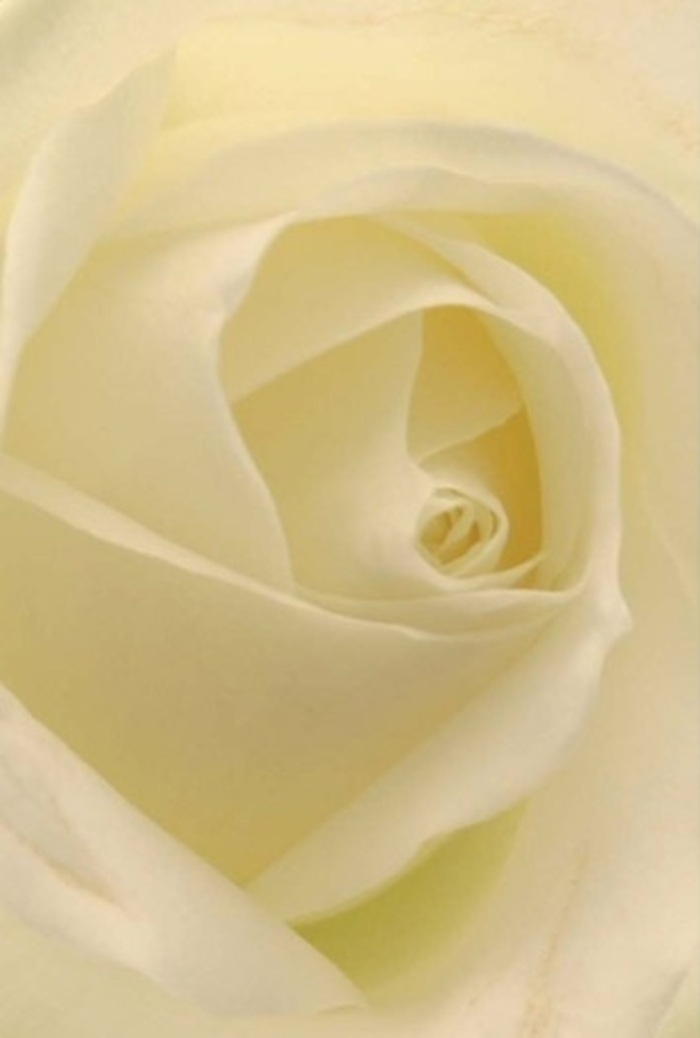 Drawn into this detailed portrait of a classic white rose, you're enveloped by the gentle layering and subtle interplay of light dancing through creamy petals. The composition speaks of Chislehurst's tranquil charm, echoing white and cream shades bathed in a natural glow as if caught under soft Kentish daylight. Every petal unfurls with a painterly precision, inviting a quiet moment of reflection, whether as a meaningful centrepiece at a local wedding, an apology offered with sincerity, or a softly spoken tribute. The rose's spiraled heart suggests resilience and purity, while the carefully nestled outer petals recall the quaint elegance of Chislehurst's traditional gardens. Hints of shadow add depth without drama, enhancing the flower's sophisticated beauty while evoking a sense of serene fragrance-clean and invigorating, as fresh as a stroll around the ponds of Prickend. Each bloom, meticulously crafted by Flower Delivery Chislehurst, carries a story of hope, respect, and genuine emotion, lifting occasions with a quiet grandeur that lingers long after the petals are admired.